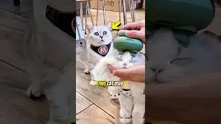 Cats Emotional Scenes 🥹🫠|Made Me Cry #cats #emotional #viral #hearttouching