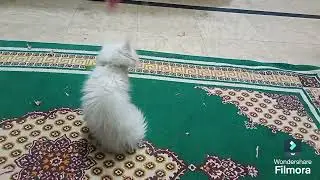 #jumping#123catenjoy#trycatch#object