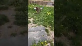 Training Oscar the Doberman to bark on command