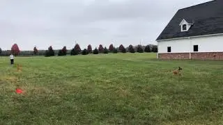 VD 42 - send out to intro hidden cones. 2 turns per run