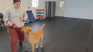 Ray the Yellow Labrador Retriever | Loose Leash Walking Inside the Barn | Week 2 Board & Train
