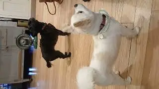 Roxy and Baby DOGGONE FUN!!