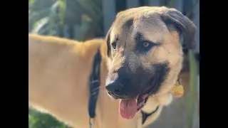 Hix the Anatolian Shepherd - 2 Weeks Residential Dog Training