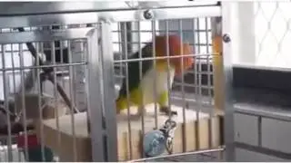 Der coole vogel