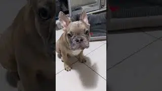 POV: You Taste Lemon for the First Time 😂 #shorts #ytshorts #frenchbulldog #frenchie #dogreaction