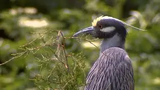 Look out for the nesting shore birds at the Ocean City Rookery