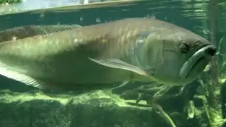 World's biggest silver arowana fish