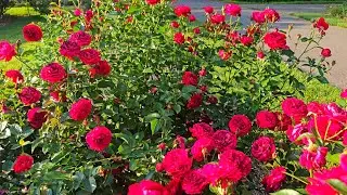 beautiful red roses  / garden flowers  / natural flowers