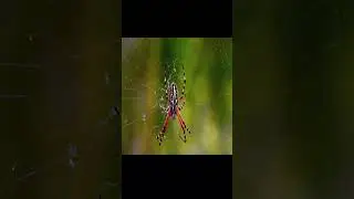World Dangerous Spider #shorts #shortsfeed #shortvideos