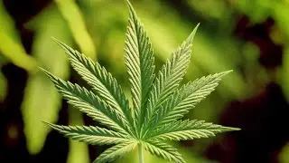 Chicago Marijuana DUI Attorney | Cannabis DUI Lawyer