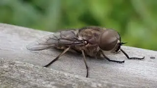 De Grijze Runderdaas (Tabanus autumnalis)!!! De op een na grootste daas van Nederland