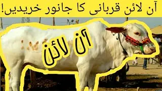 ONLINE Bakra Mandi | Mandiup.pk website Review | Karachi PAKISTAN | Ahmed Corner