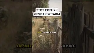 СОРНЯК ДЛЯ СУСТАВОВ  #здоровье #факты #зож #суставы #рецепт #рецепты #совет #советы #ссср