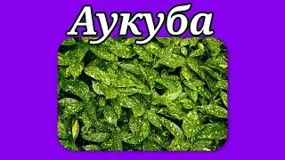 Аукуба. Уход в домашних условиях