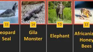 Deadliest animals that can kill humans in SECONDS/ top 25 comparison list