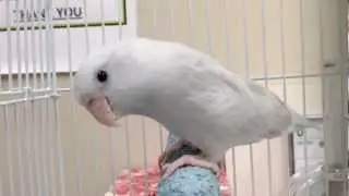 3 birds vet check up