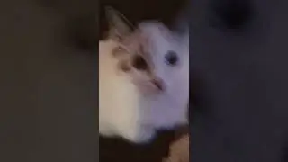 fluffys (hard) swedish book reading #cutecat #cat #viral