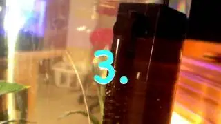 Baby guppy care for new fish owners