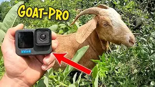 GoPro On A Goat!!! | Goatscaping Before And After