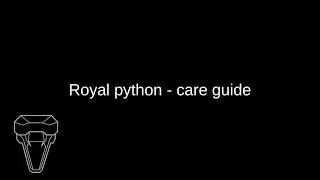 Royal python - Care guide