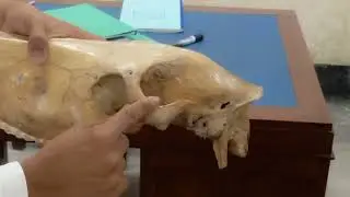Skull of horse | Osteology | Veterinary Science | Bangladesh Agriculture University | #dvm #anatomy 