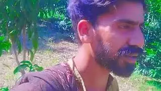 Ultra High Density Mango Farming | Sindhri Badshah | Rahim Yar Khan | Pakistan | Bus