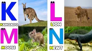 3 Minutes to Mastering Alphabet Phonics with Animal Songs