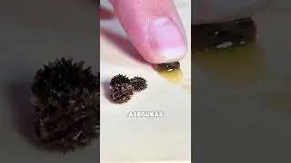Semillas de papaya + Falso filete 🥩