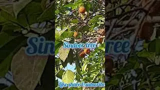 #212 : sindoor tree with fruit