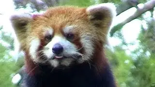 Luoyang. Kleiner Panda.