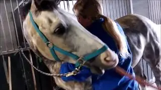 Masaż koni Fizjo-Equi-Med ...:Profesjonalna fizjoterapia koni:...