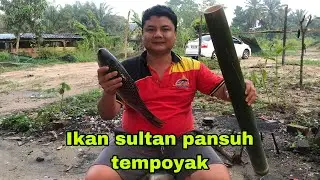 Ikan sultan pansuh tempoyak, antara pansuh yang tersedap || Jangan lupa support AbgZack channel