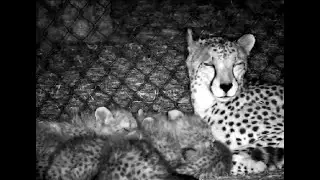 Tammy Cheetah Family ~ More sad news for Heidi's cub! Changes soon for Tammy's family! 8 2 2025