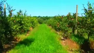 Michigan cider mill season is officially underway!