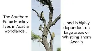 Southern patas monkey rediscovered!