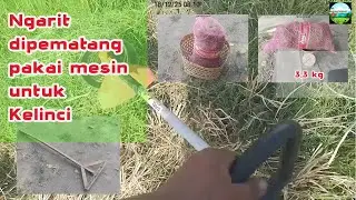 Memotong Rumput di Pematang Sawah untuk Pakan Kelinci — Aktivitas Harian & Pencarian Pakan Alami