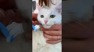 Funny cat toothpaste satisfying #shortsfeed #funny #comedy #trending #satisfying #cat #trending