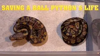 Ball Python With hard belly.  Fixing it before it dies.