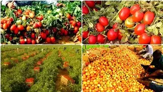 amazing vegetable farming, organic tomato farming in open field, tomatoes harvest in open field