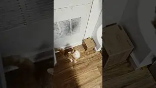 Breakfast time #maincoon #maincoonmix #torbie #beautifulcat #catvideos #kittenvideos #kitten #cute