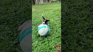 Pets Play & Fun   #pets #petloverscommunity #funniestpets #kitten #puppy