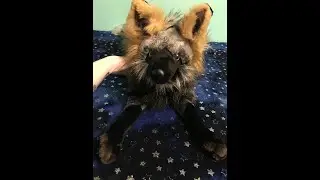✫ Review ✫ — Teegan Purrington Handmade Cross Fox Plush 🦊