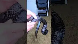 Black Pine Snakes