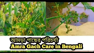 আমড়া গাছের পরিচর্যা | Amra Gach Care in Bengali 