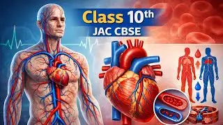 Human_Circulatory_System_Class10th