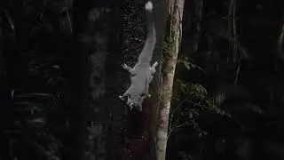 Wild Sugar Glider enjoying an evening feast.