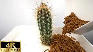 Cactus VS 1000 Mealworms【4K】Time Lapse