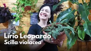 Lírio Leopardo - Scilla Violacea