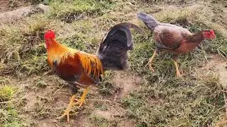 Rey en constanza un criador humilde en una zona abierta y muy bien atendidos