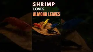Shrimp Loves Almond Leaves 🦐 #shrimp #fishtank #aquarium #almond #almondleaves #yt #fyp #shrimptips